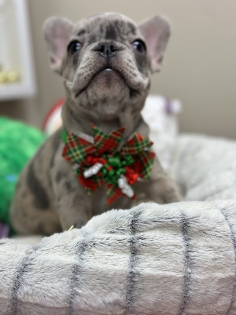 Olive | Blue Merle French Bulldog Female | Available Now