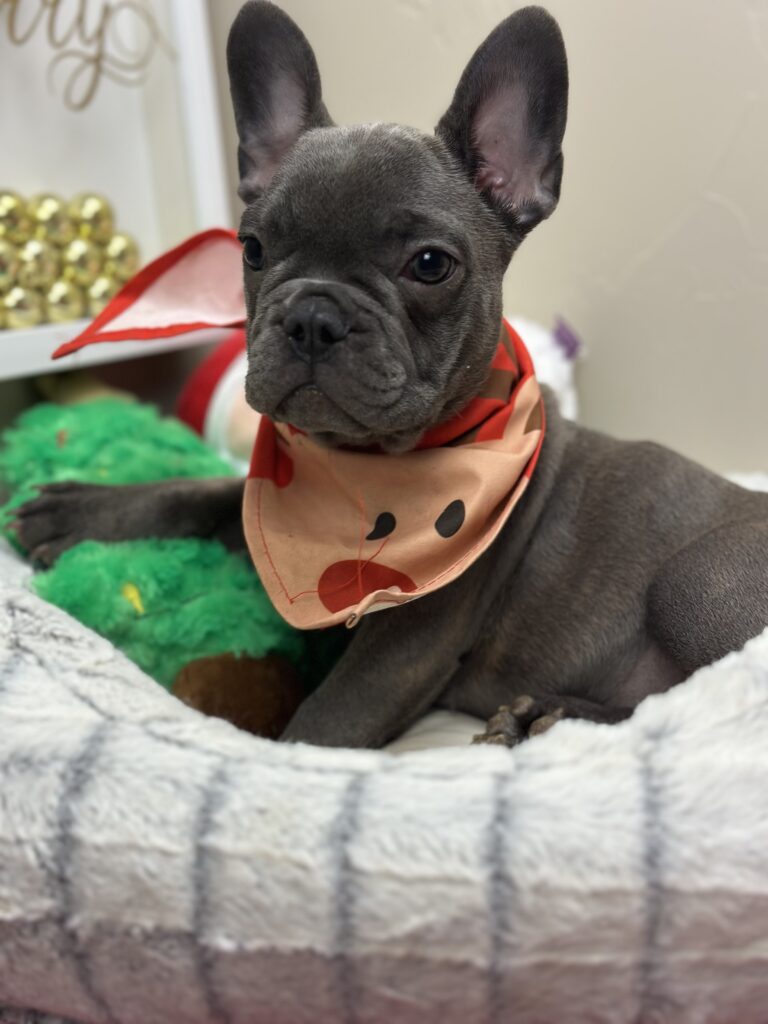 Kissy | Blue French Bulldog Female | The Playful One