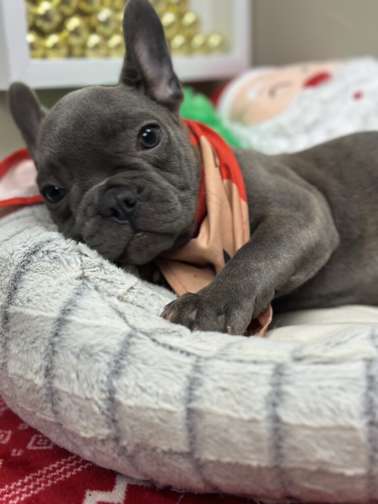 Kissy | Blue French Bulldog Female | The Playful One