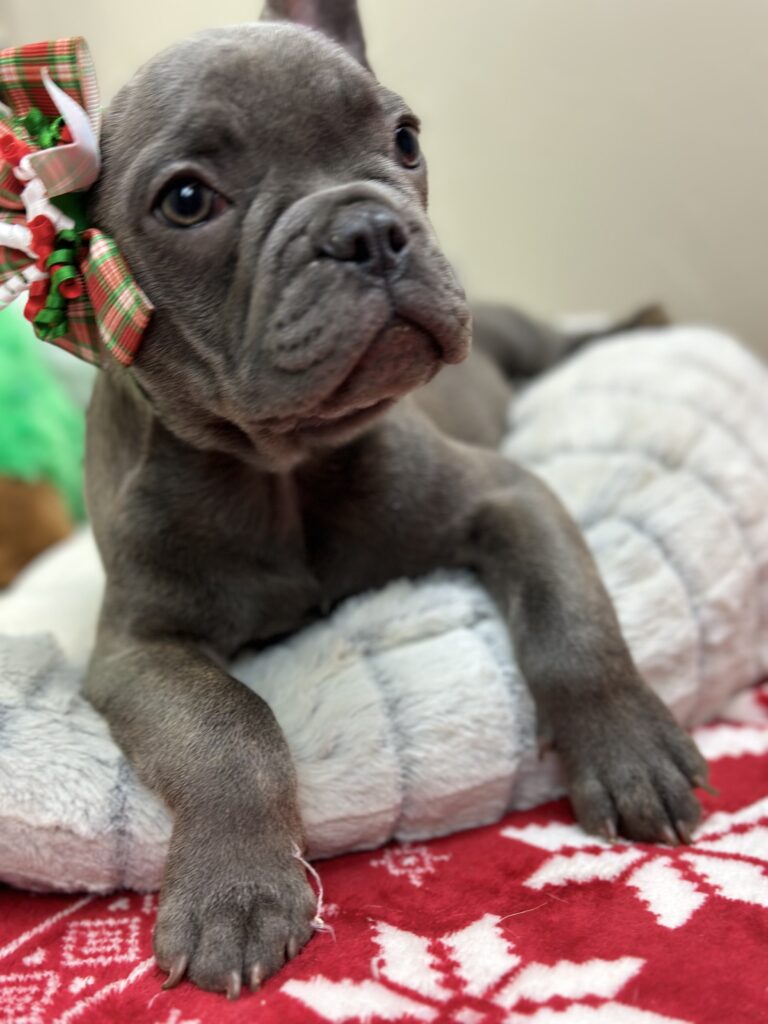 Kissy | Blue French Bulldog Female | The Playful One