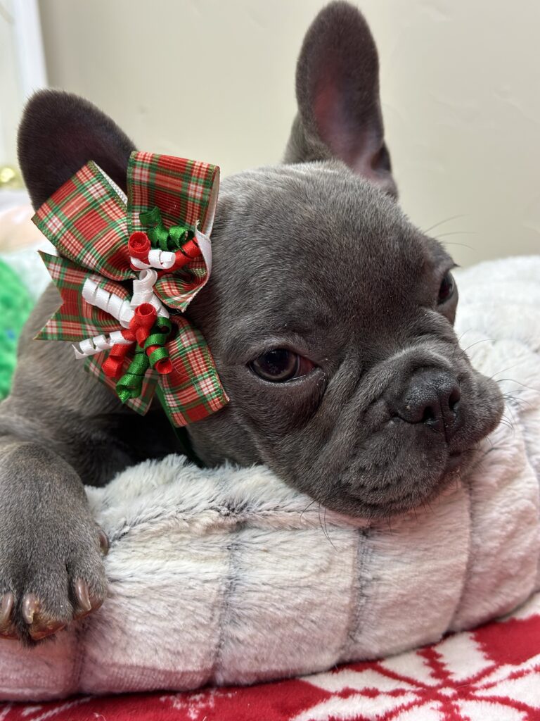 Kissy | Blue French Bulldog Female | The Playful One