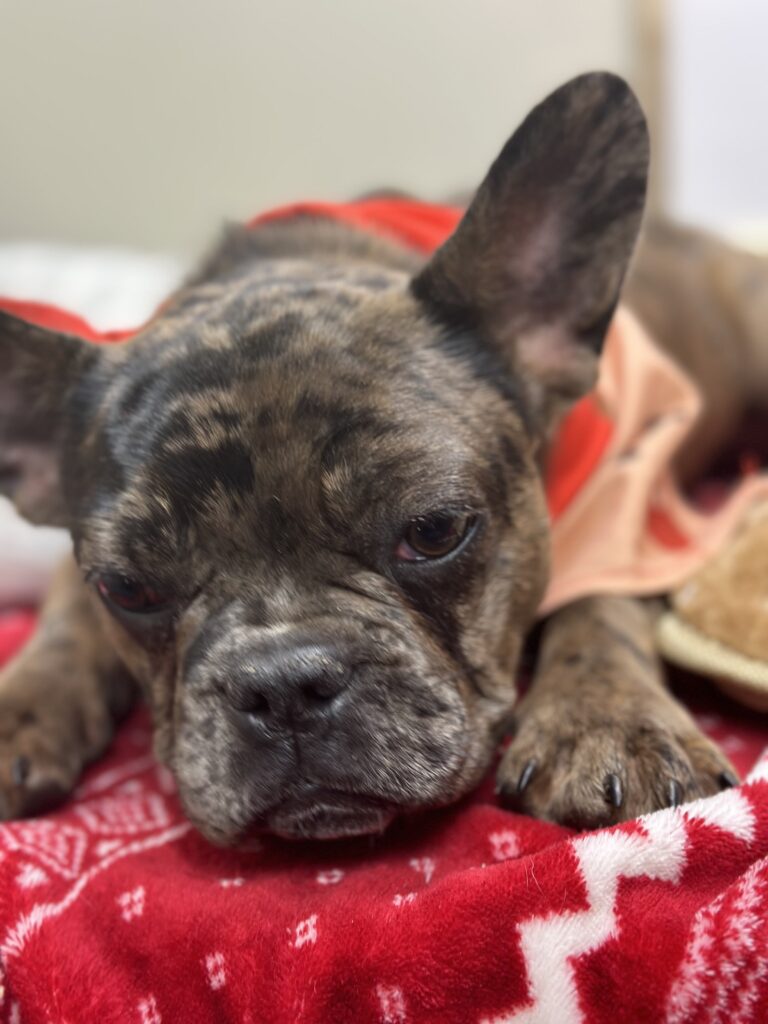 Hazel | Fawn Merle French Bulldog Female | The Fun-Loving One