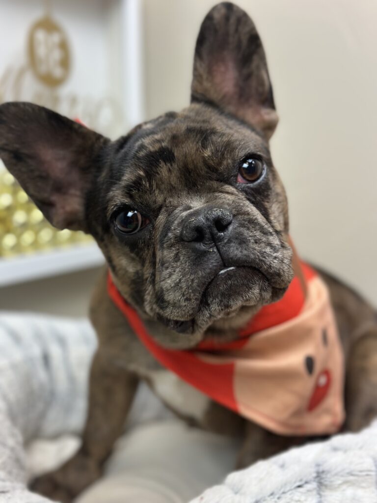 Hazel | Fawn Merle French Bulldog Female | The Fun-Loving One