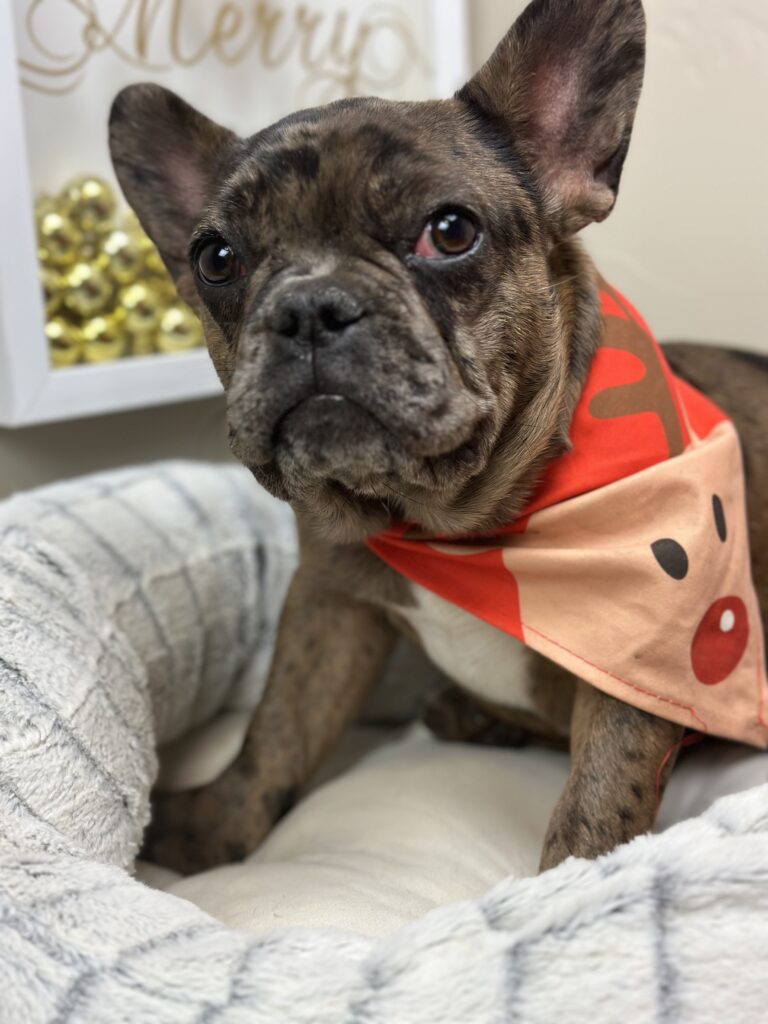 Hazel | Fawn Merle French Bulldog Female | The Fun-Loving One