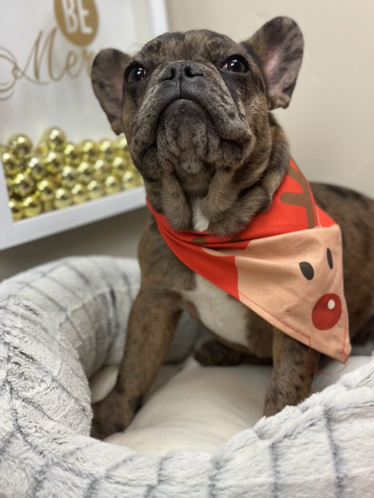 Hazel | Fawn Merle French Bulldog Female | The Fun-Loving One