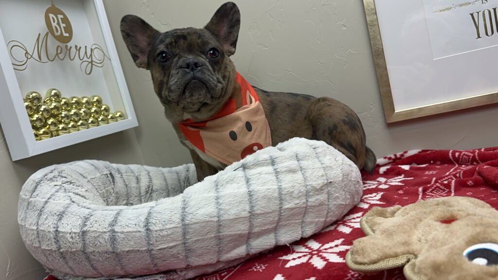 Hazel | Fawn Merle French Bulldog Female | The Fun-Loving One
