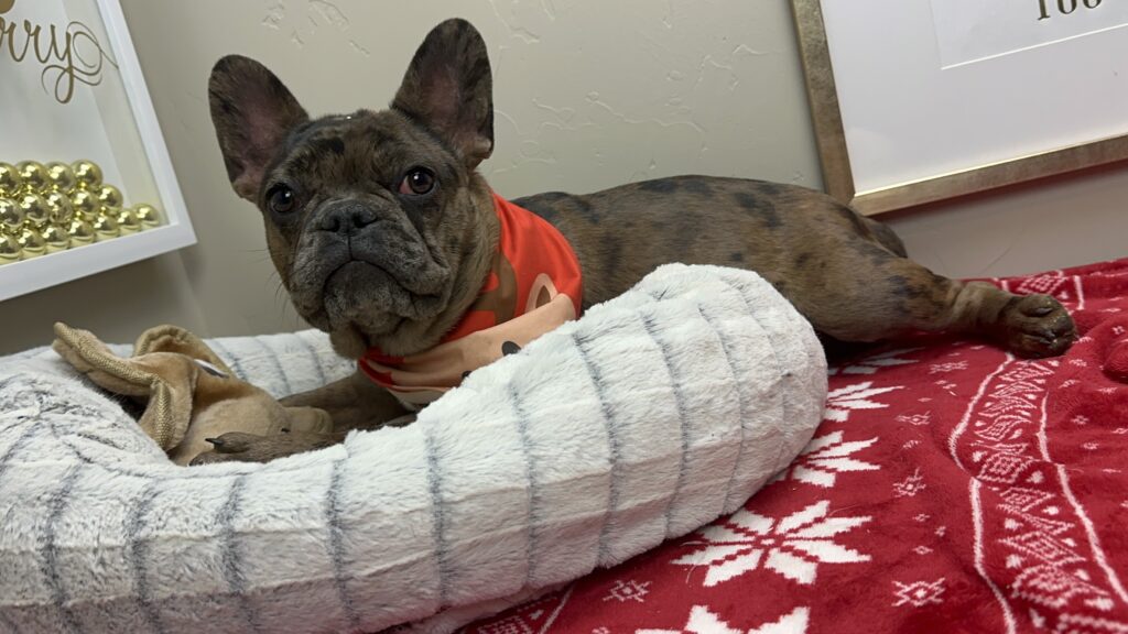 Hazel | Fawn Merle French Bulldog Female | The Fun-Loving One