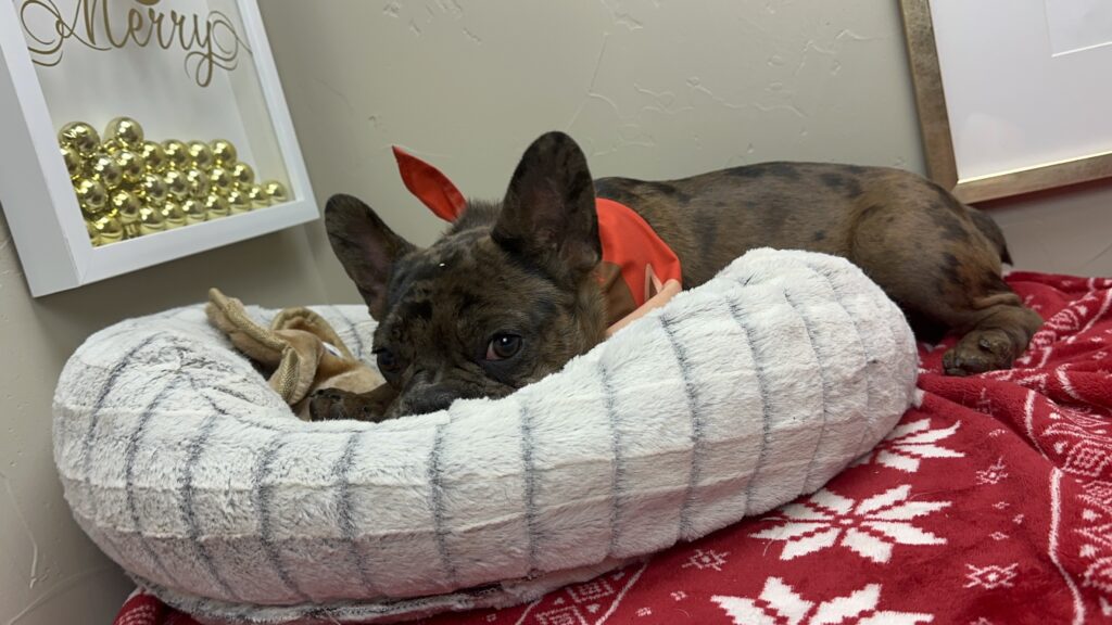 Hazel | Fawn Merle French Bulldog Female | The Fun-Loving One