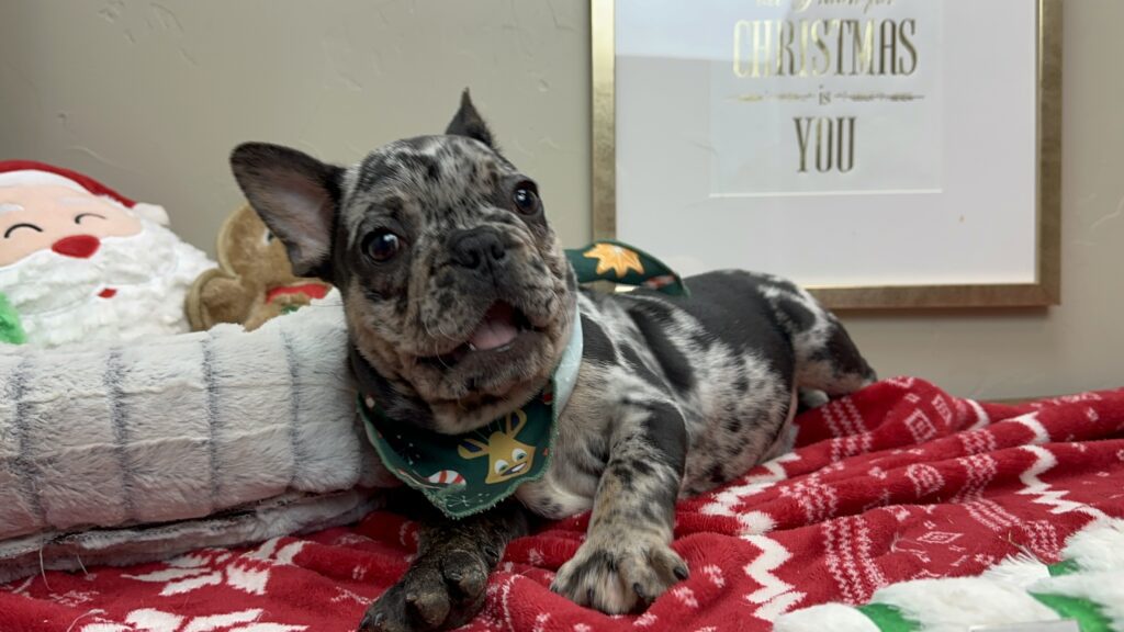 Nike | Black Merle French Bulldog Male | Available This Christmas