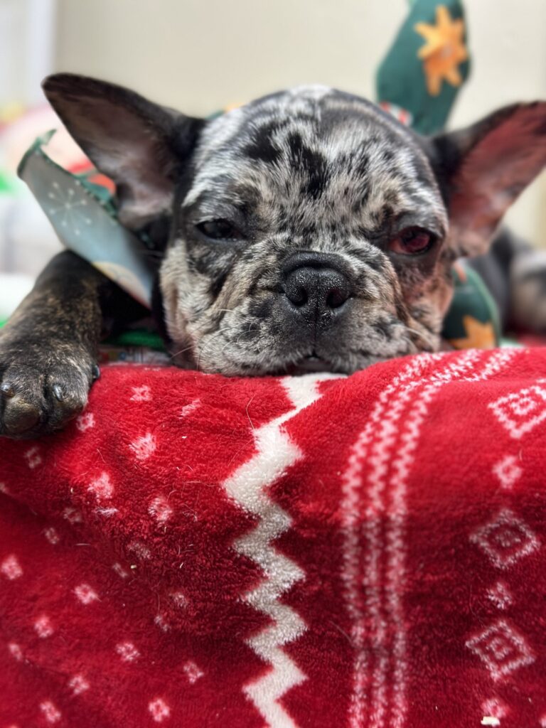 Nike | Black Merle French Bulldog Male | Available This Christmas