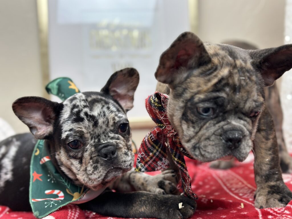 Nike | Black Merle French Bulldog Male | Available This Christmas