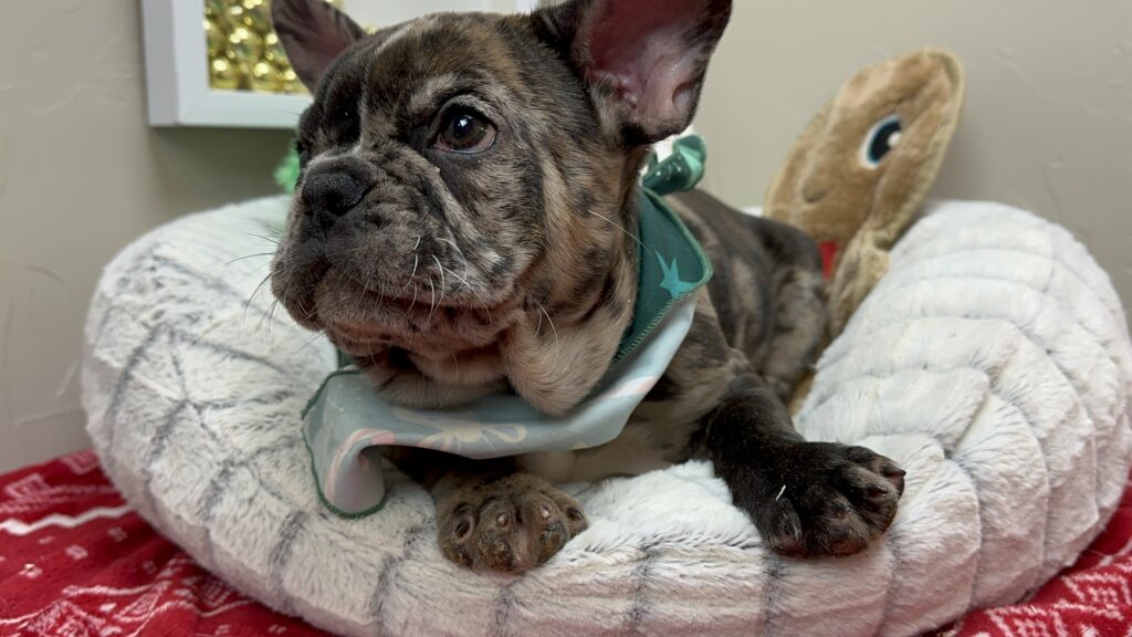 Maverick | Black Merle French Bulldog Male | Available This Christmas