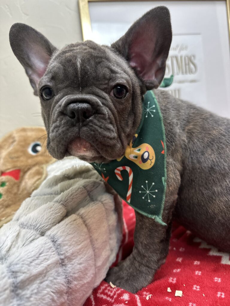 Mateo | Brindle French Bulldog Male | Available This Christmas