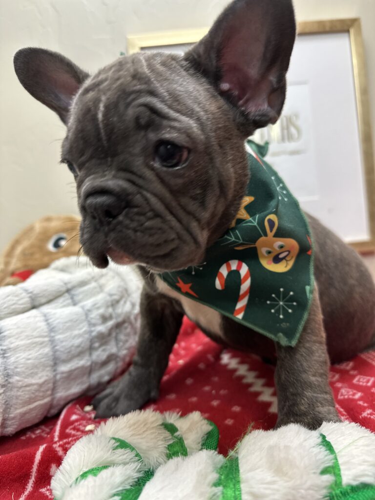 Mateo | Brindle French Bulldog Male | Available This Christmas