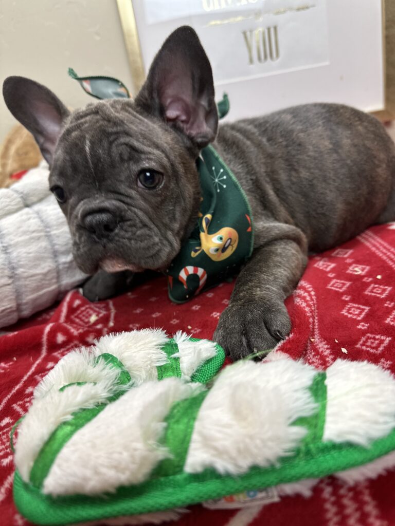 Mateo | Brindle French Bulldog Male | Available This Christmas