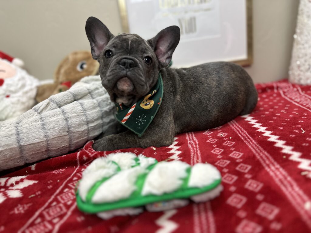 Mateo | Brindle French Bulldog Male | Available This Christmas