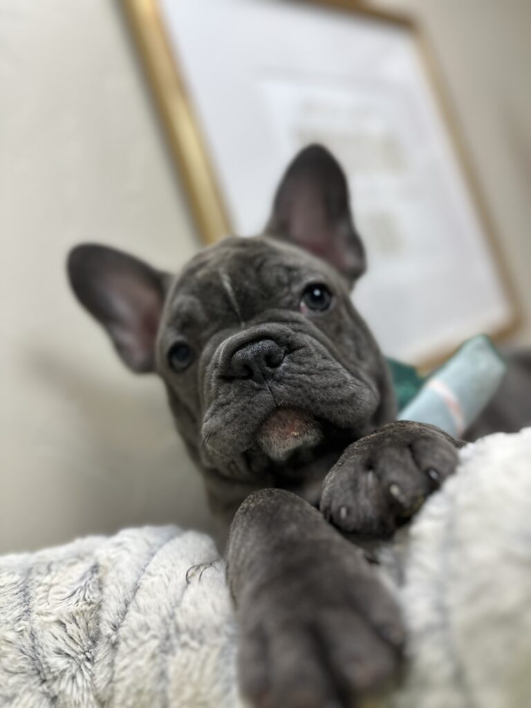 Mateo | Brindle French Bulldog Male | Available This Christmas