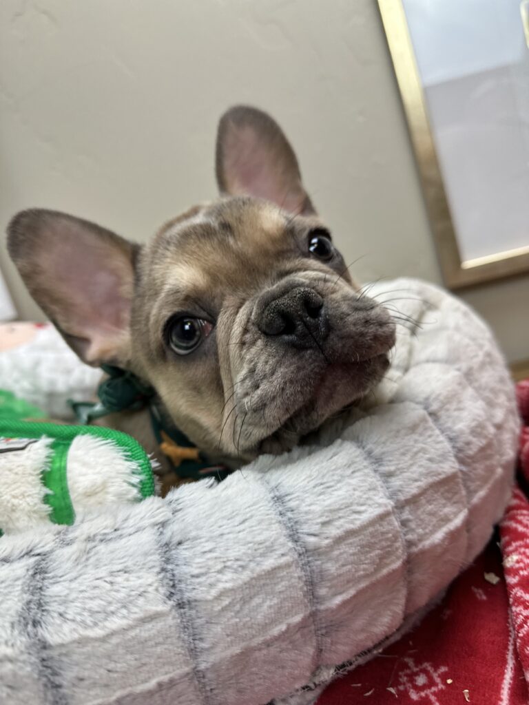 Alder | Blue Fawn Merle French Bulldog Male | Available Now