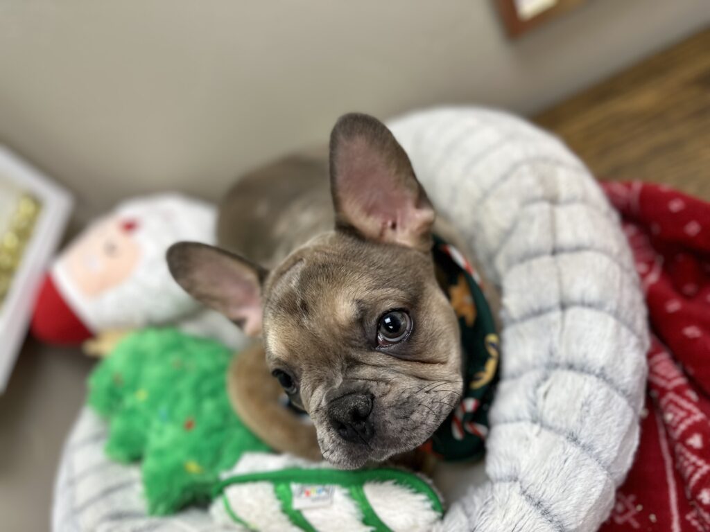 Alder | Blue Fawn Merle French Bulldog Male | Available Now
