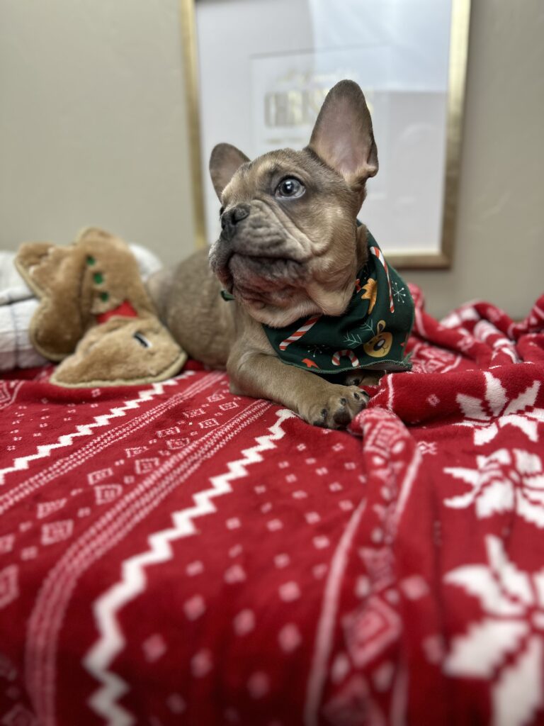 Alder | Blue Fawn Merle French Bulldog Male | Available Now