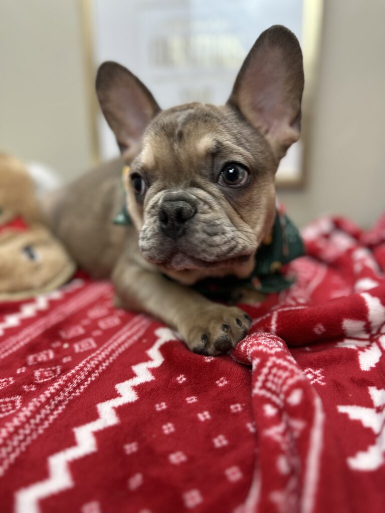 Alder | Blue Fawn Merle French Bulldog Male | Available Now