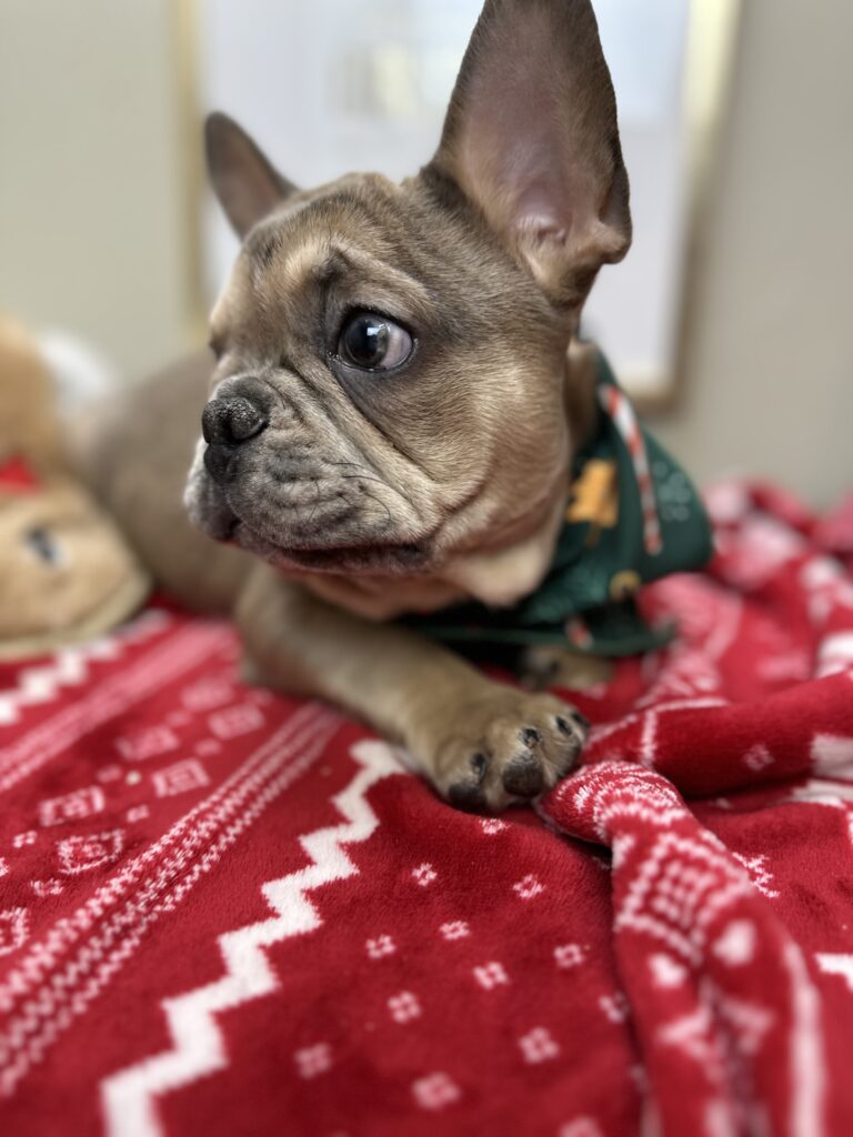 Alder | Blue Fawn Merle French Bulldog Male | Available Now
