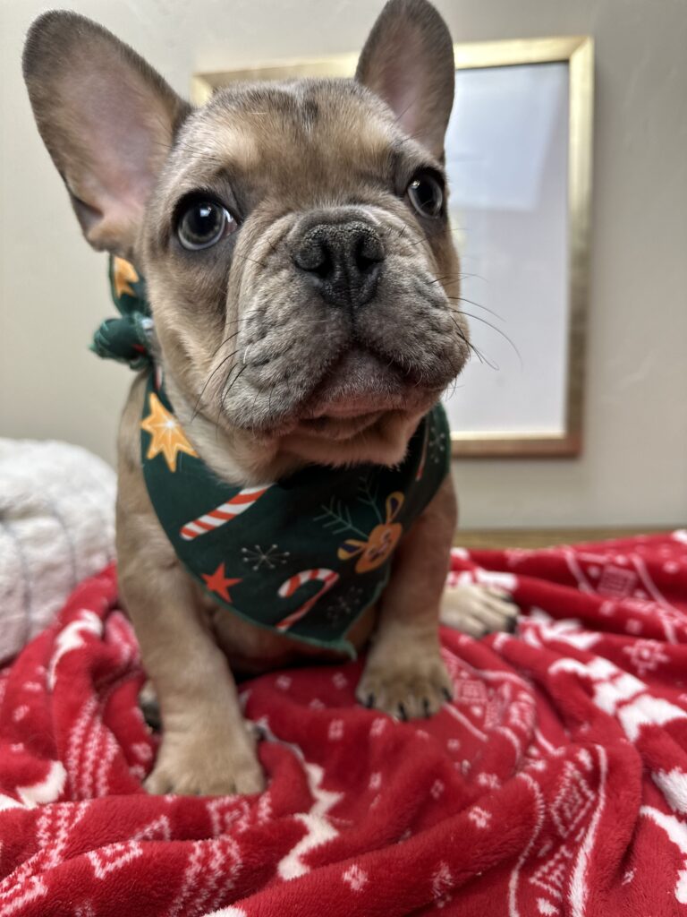 Alder | Blue Fawn Merle French Bulldog Male | Available Now