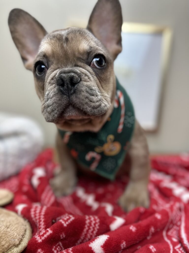 Alder | Blue Fawn Merle French Bulldog Male | Available Now