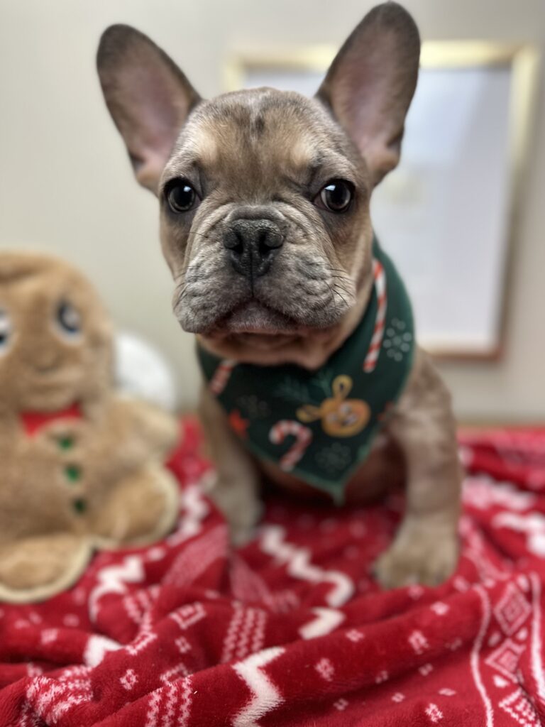 Alder | Blue Fawn Merle French Bulldog Male | Available Now