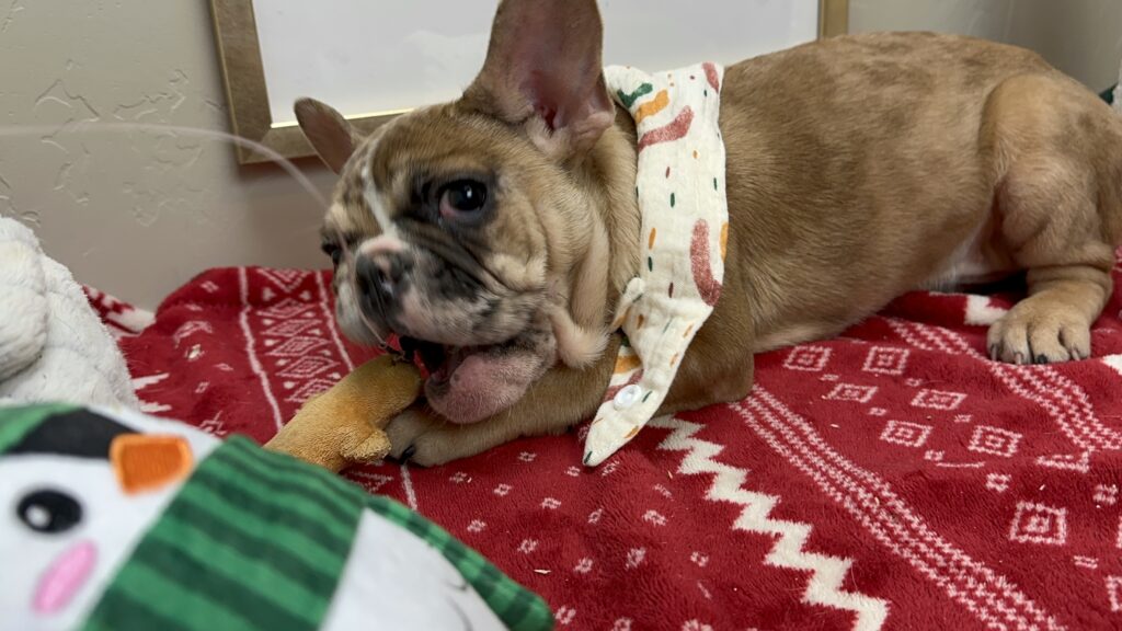 Neptune | Fawn Merle French Bulldog Male | Available This Christmas