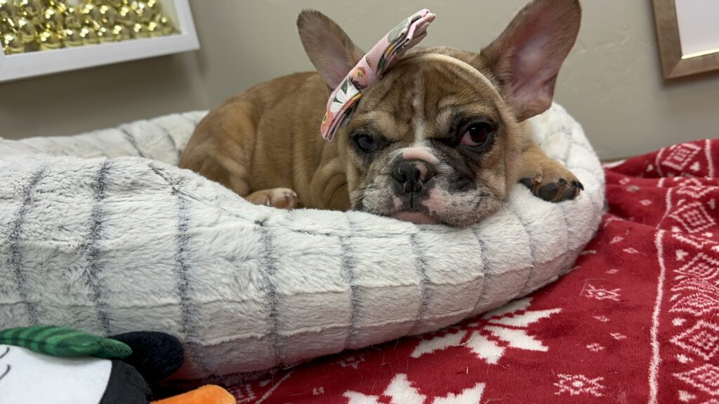 Neptune | Fawn Merle French Bulldog Male | Available This Christmas