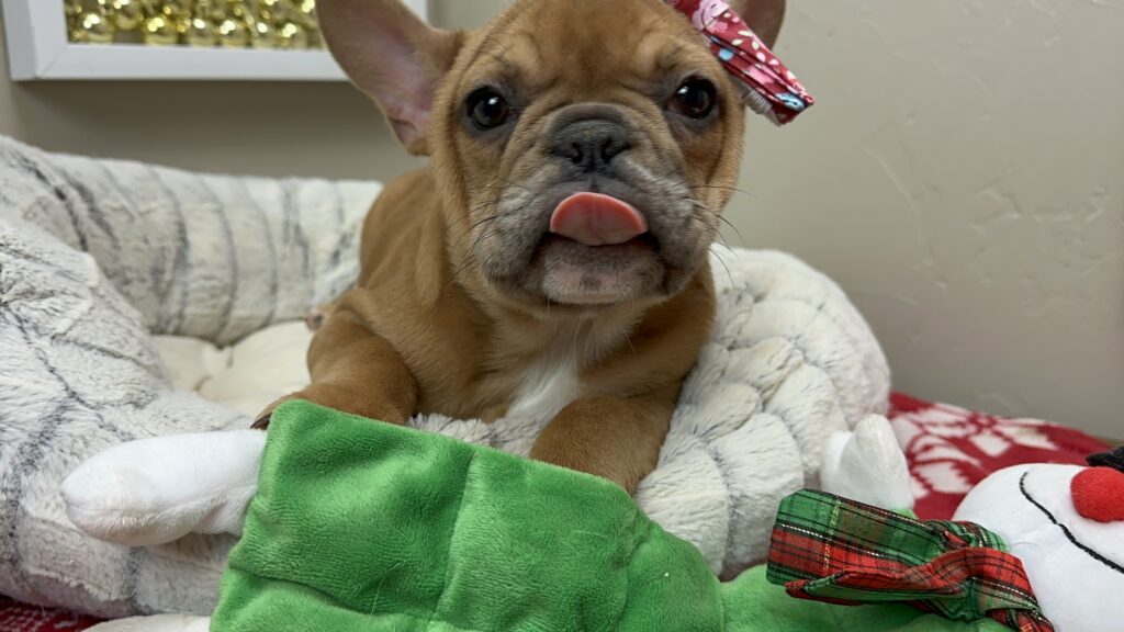 Mabel | Blue Fawn French Bulldog Female | The Joyful-One