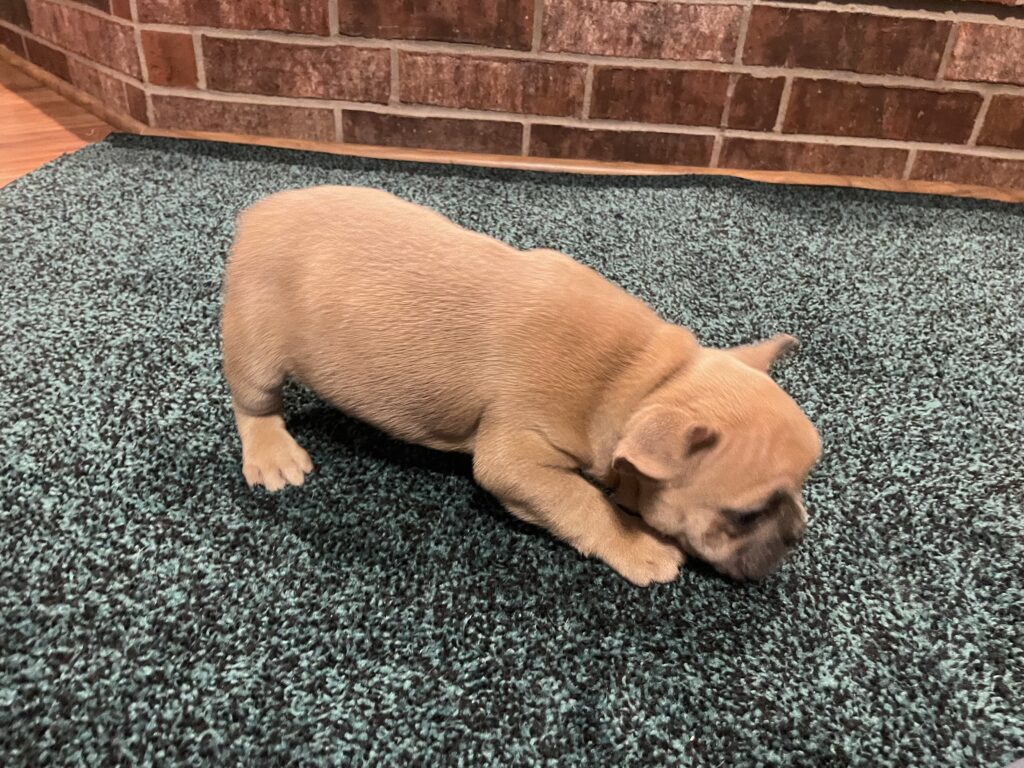Marty | Blue Fawn French Bulldog Male | Available This Christmas