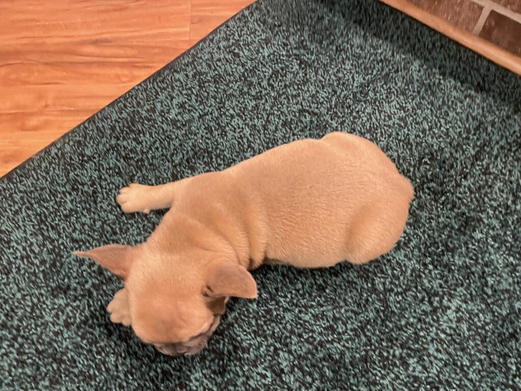 Marty | Blue Fawn French Bulldog Male | Available This Christmas