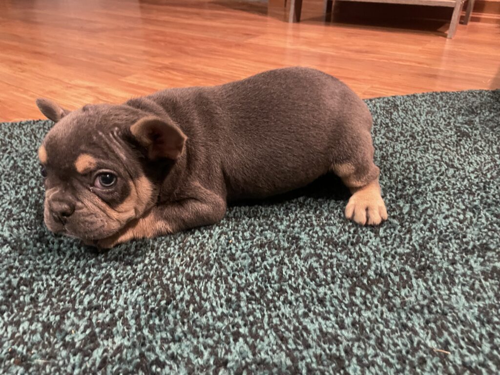 Navy | Blue & Tan French Bulldog Male | Available This Christmas