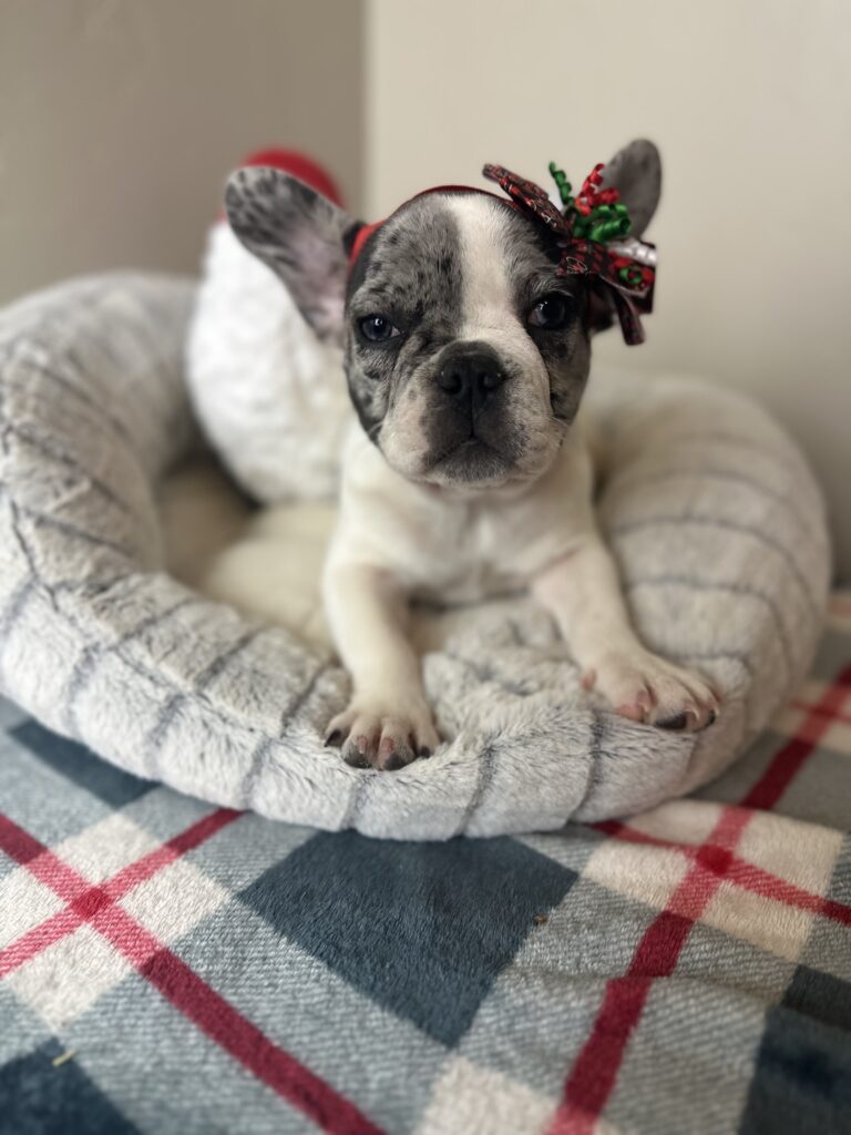 Joy | Blue Merle Pied French Bulldog Female | Available Nov 15th, 2023