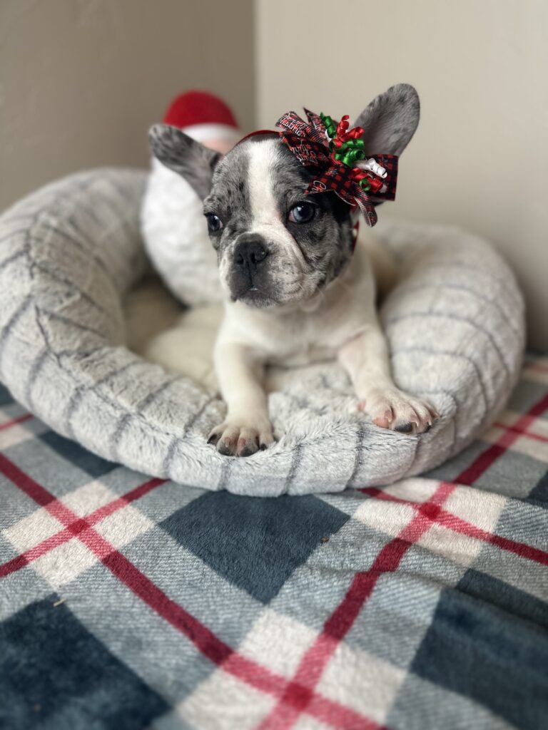 Joy | Blue Merle Pied French Bulldog Female | Available Nov 15th, 2023