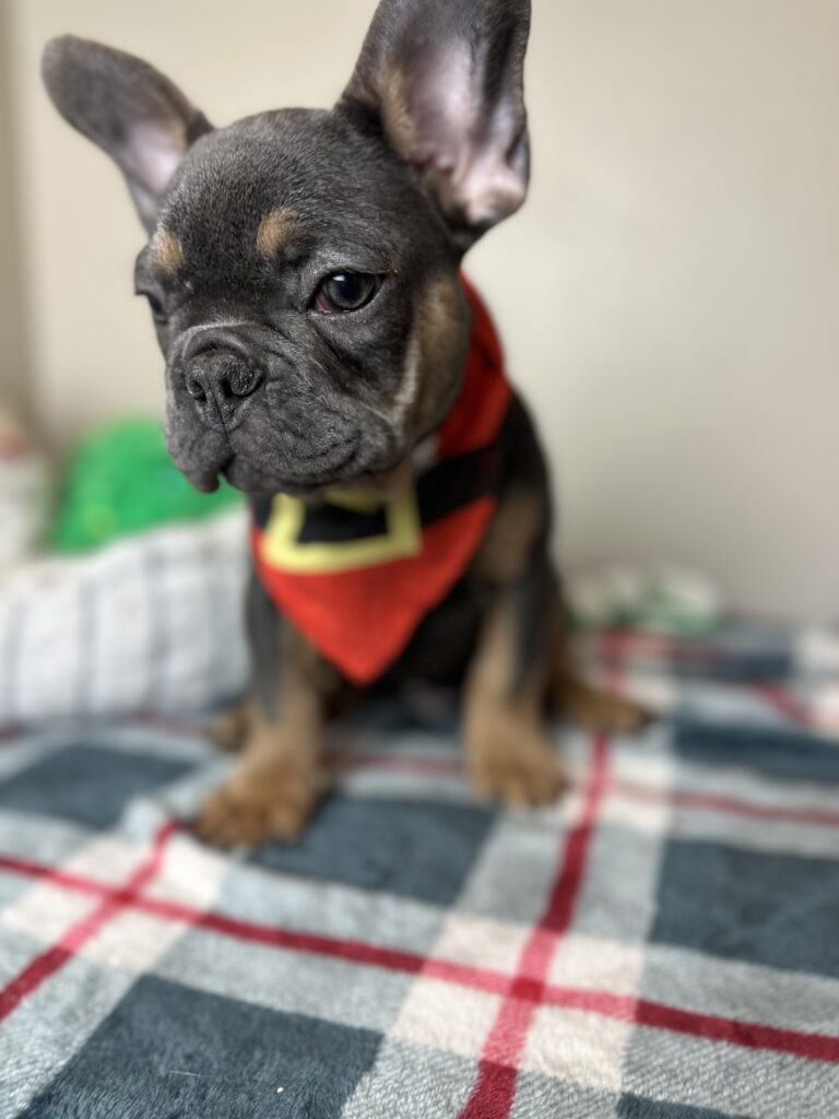 King | Blue & Tan French Bulldog Male | The Joyful One