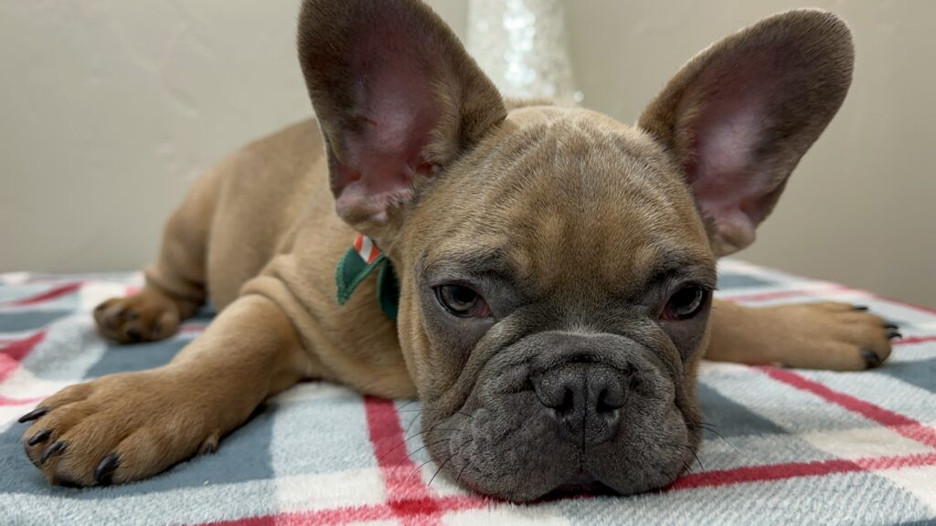 Kevin | Blue Sable French Bulldog Male | The Fun-Loving Guy