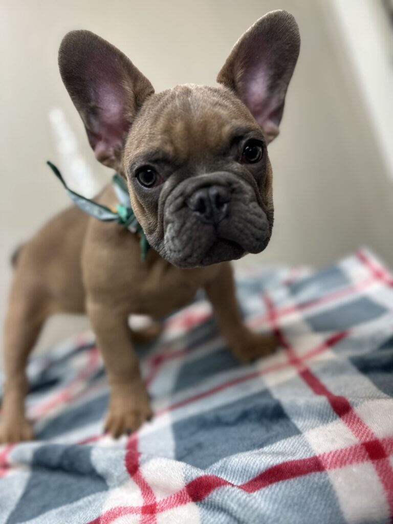 Kevin | Blue Sable French Bulldog Male | The Fun-Loving Guy