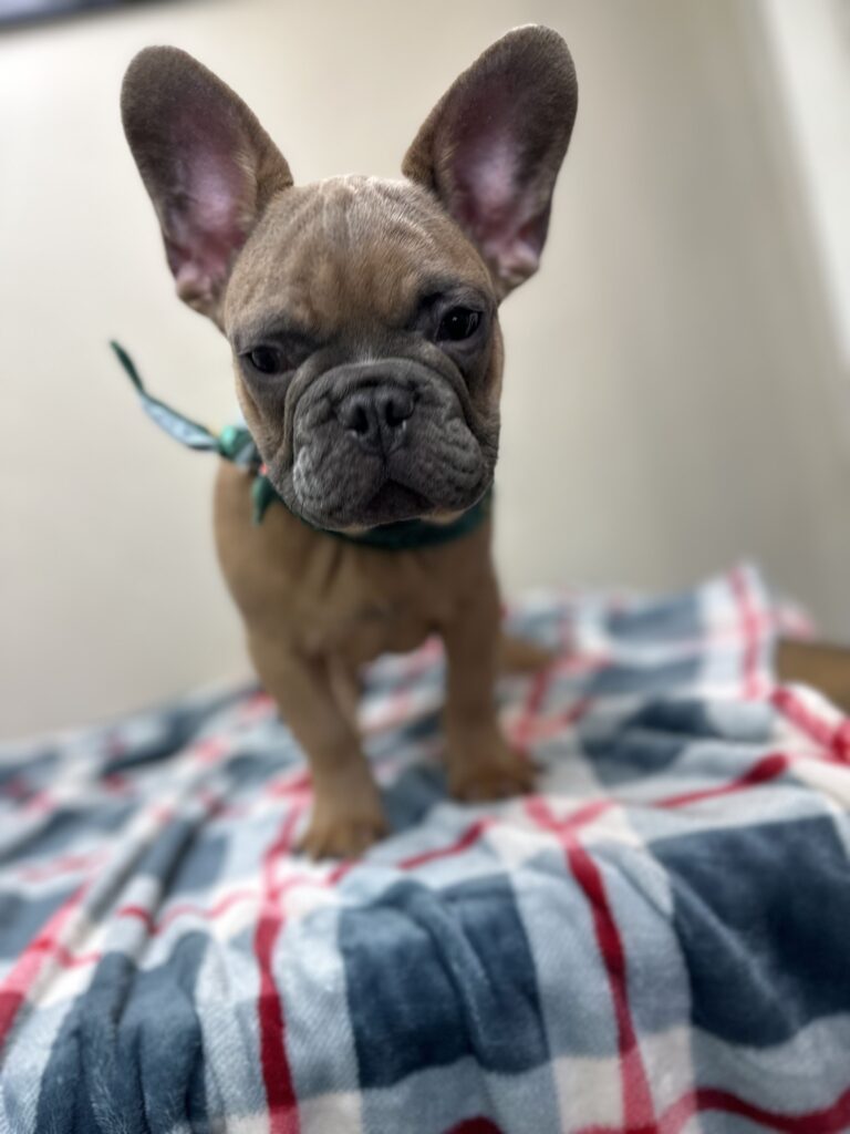 Kevin | Blue Sable French Bulldog Male | The Fun-Loving Guy