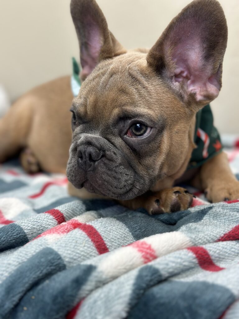 Kevin | Blue Sable French Bulldog Male | The Fun-Loving Guy