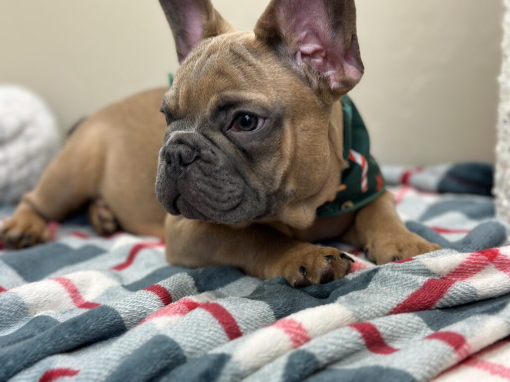 Kevin | Blue Sable French Bulldog Male | The Fun-Loving Guy