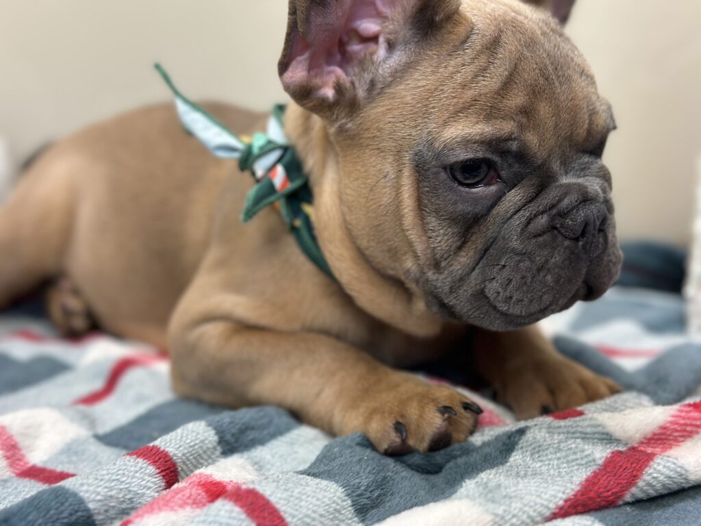 Kevin | Blue Sable French Bulldog Male | The Fun-Loving Guy