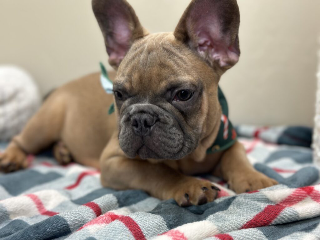Kevin | Blue Sable French Bulldog Male | The Fun-Loving Guy