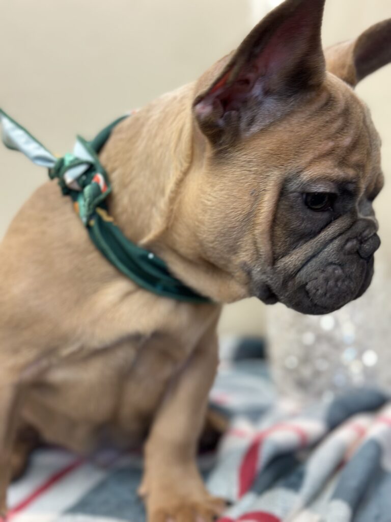 Kevin | Blue Sable French Bulldog Male | The Fun-Loving Guy