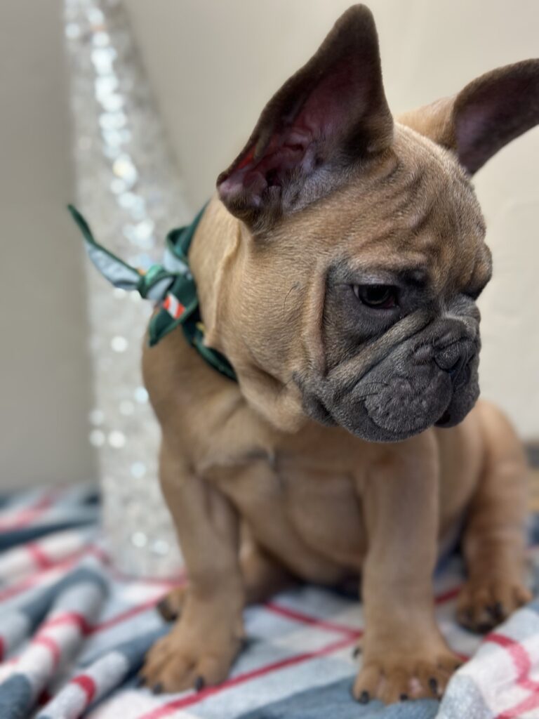 Kevin | Blue Sable French Bulldog Male | The Fun-Loving Guy