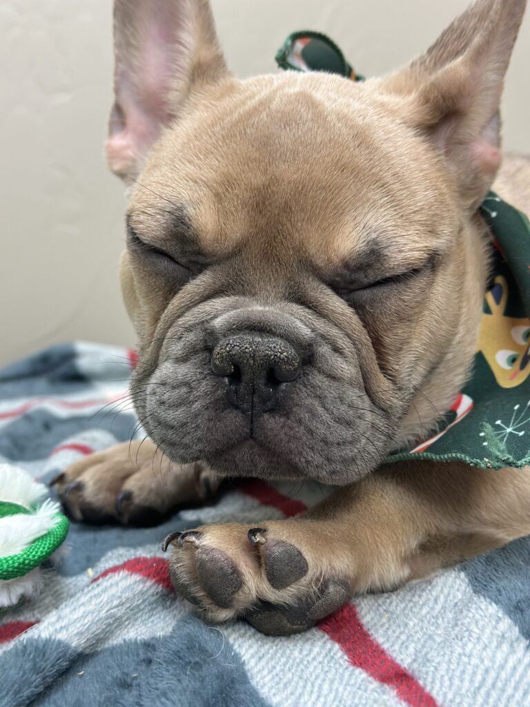 Ace | Blue Fawn French Bulldog Male | Available Now