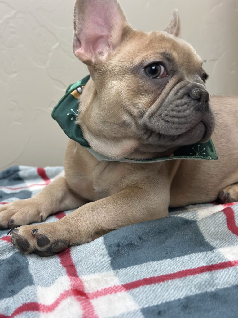 Ace | Blue Fawn French Bulldog Male | Available Now