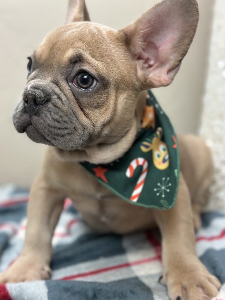 Ace | Blue Fawn French Bulldog Male | Available Now